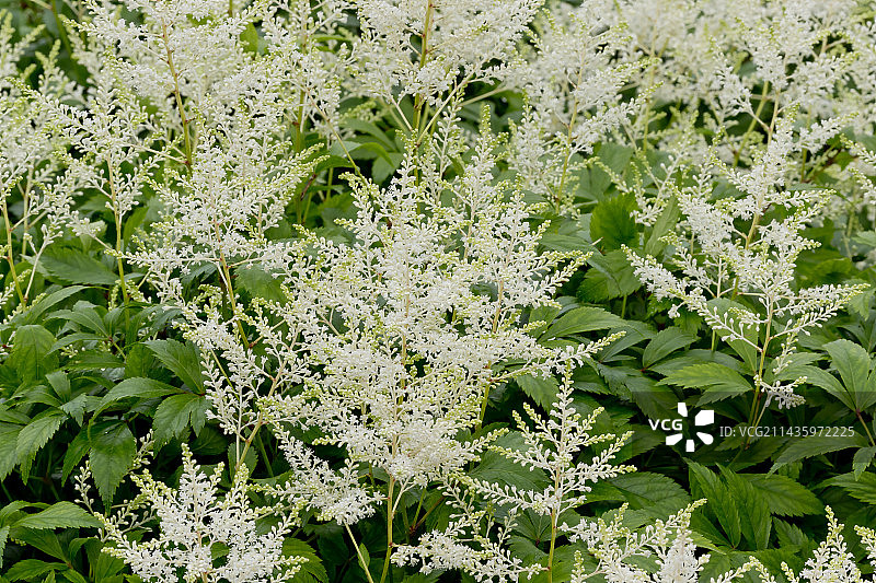 落新妇 格莱斯顿图片素材