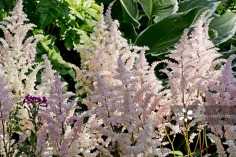 桃红色落新妇图片素材