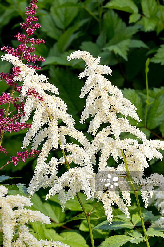 ‘白皇后’落新妇图片素材