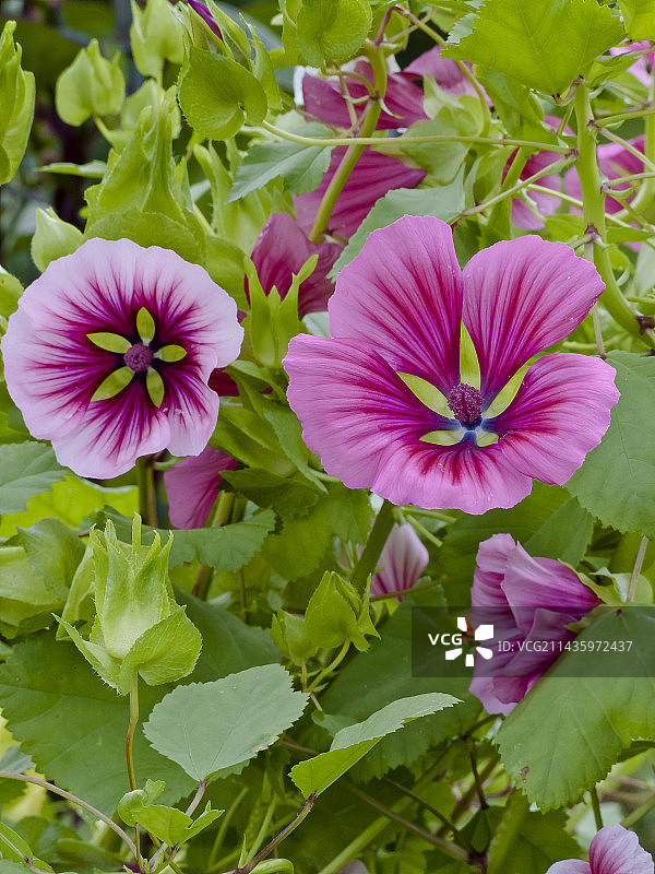 玫瑰芙蓉葵图片素材