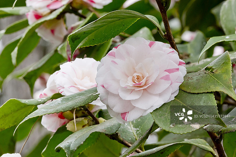 花园中盛开的‘安吉拉科奇’茶花图片素材