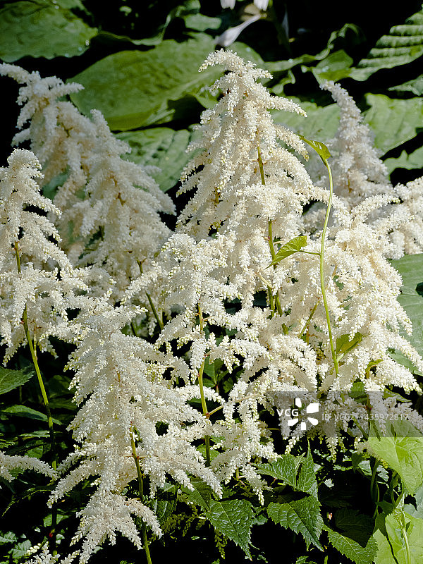 荷兰女王落新妇图片素材