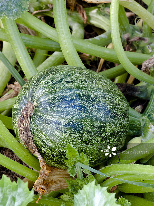 尼斯圆南瓜图片素材