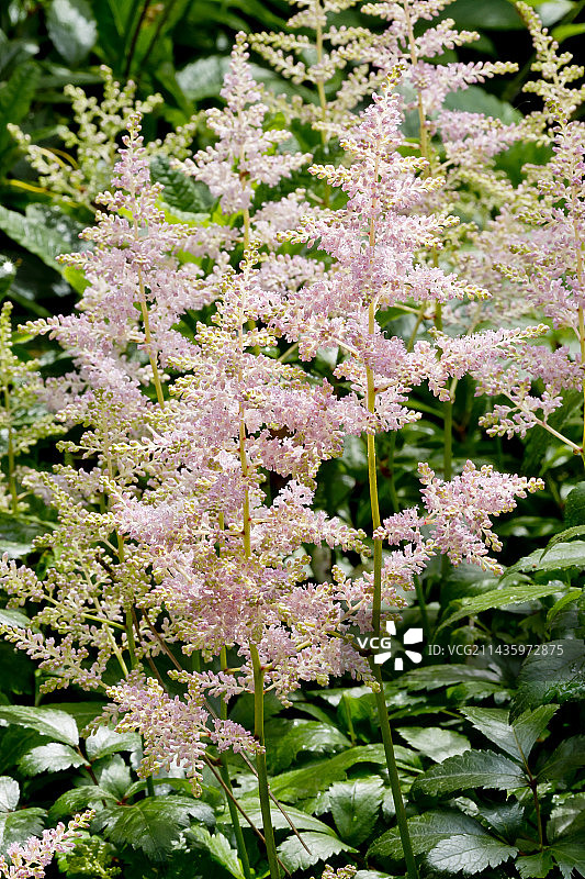 日本落新妇“Europa”图片素材