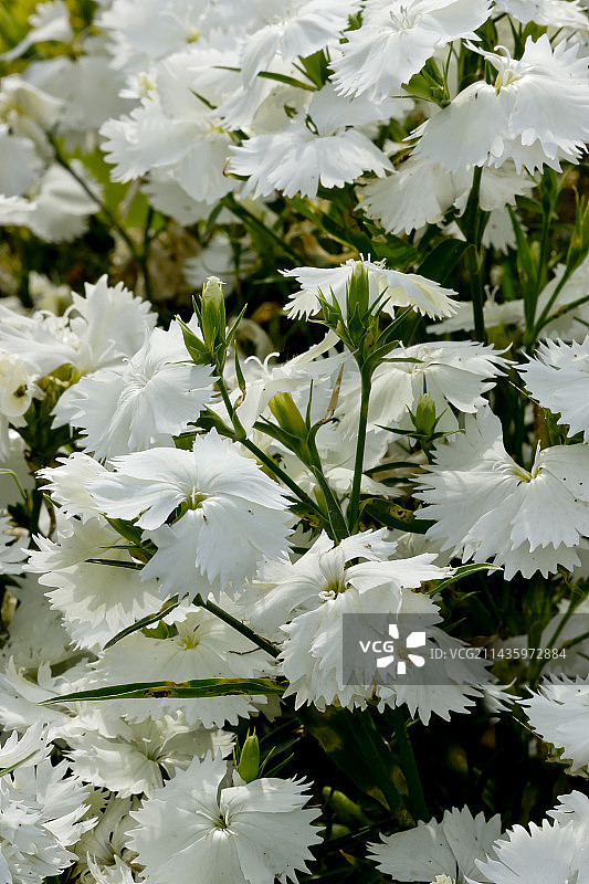 须苞石竹 ‘节日布兰克’图片素材