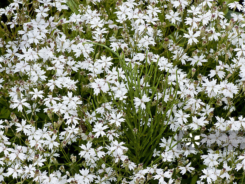高山蝇子草图片素材