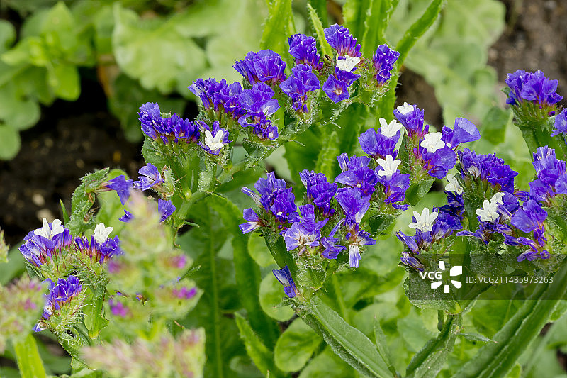 蓝冰补血草图片素材