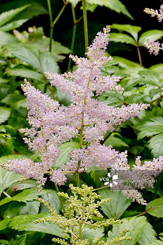 日本落新妇“Europa”图片素材