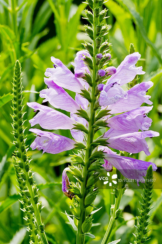 Grandiflora Rose风铃草图片素材
