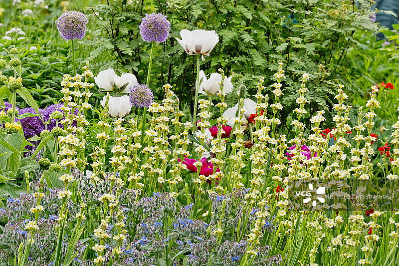 条纹白芨、琉璃苣、紫花葱图片素材