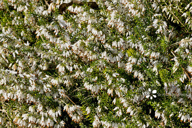 欧石楠图片素材