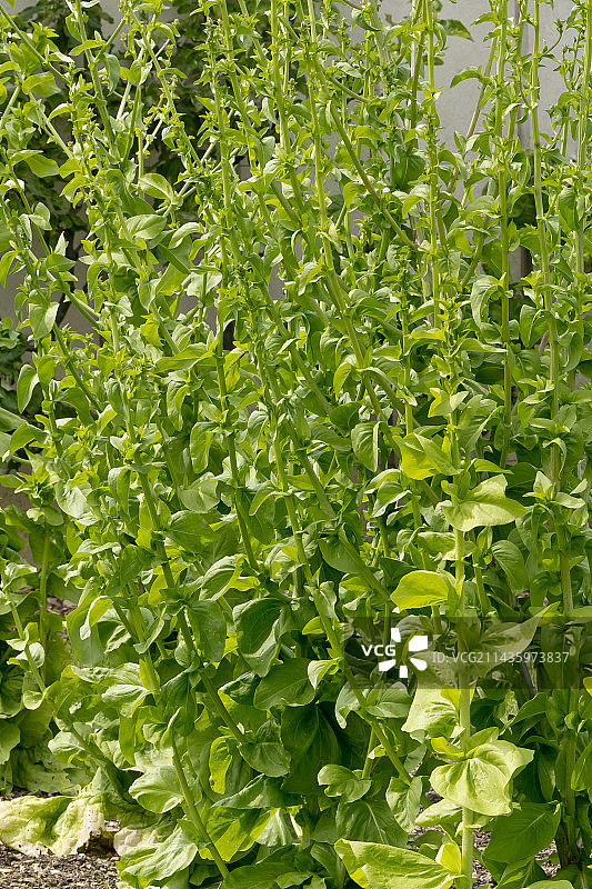 的里雅斯特金黄菊苣图片素材