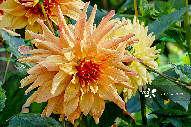 花园中盛开的大丽花 ‘法式康康舞’图片素材