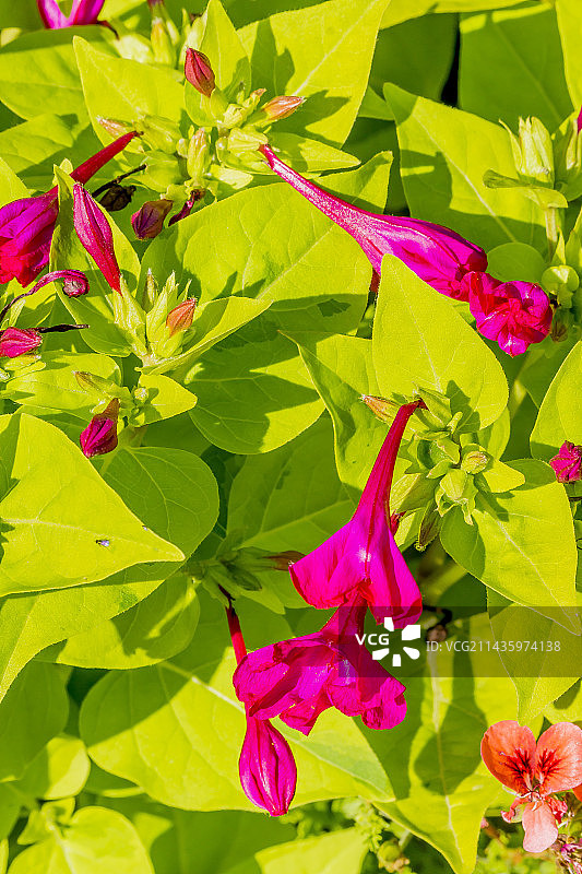 紫茉莉“莱姆灯”图片素材