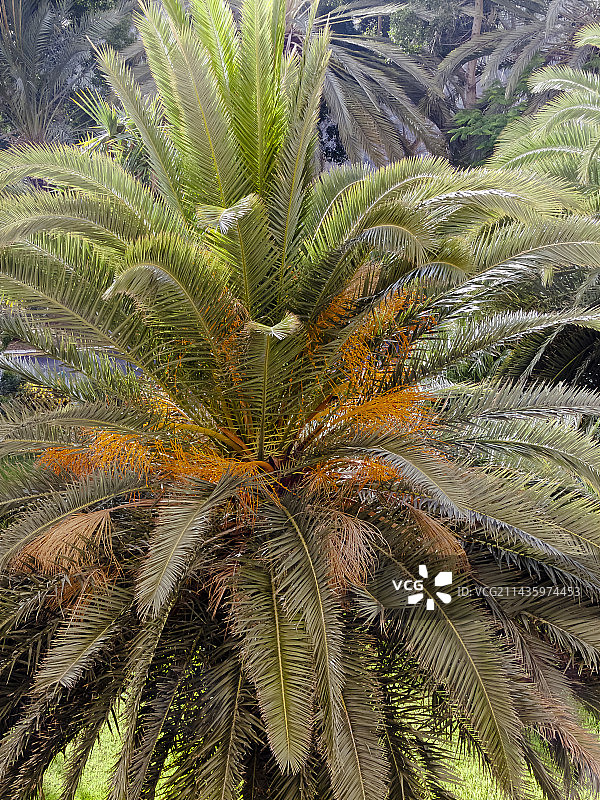 加拿利海枣图片素材