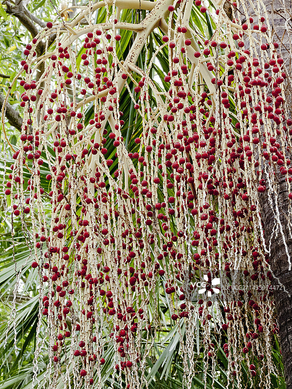 假槟榔图片素材
