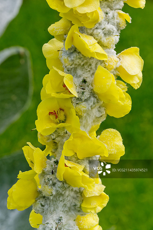 绒毛蕊花图片素材