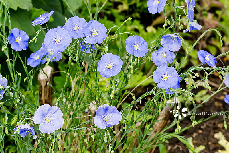 多年生亚麻图片素材