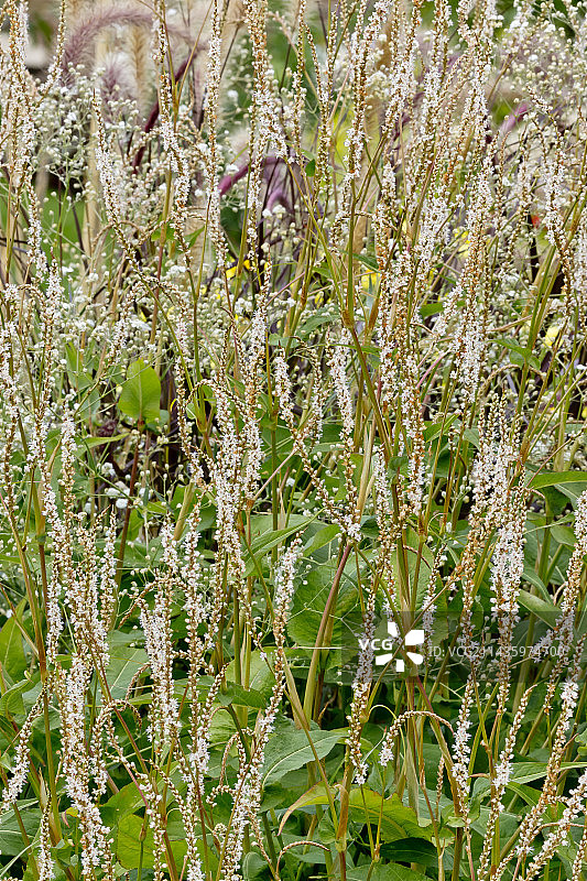 皱叶蓼图片素材