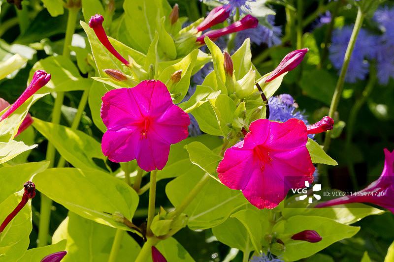 紫茉莉图片素材