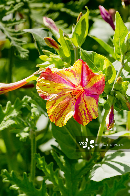 紫茉莉图片素材