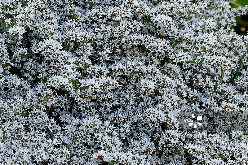 补血草图片素材