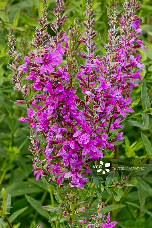 蔷薇女王图片素材