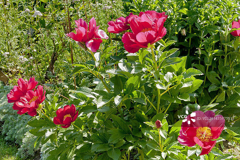 花园中盛开的特伦卡韦尔子爵牡丹图片素材