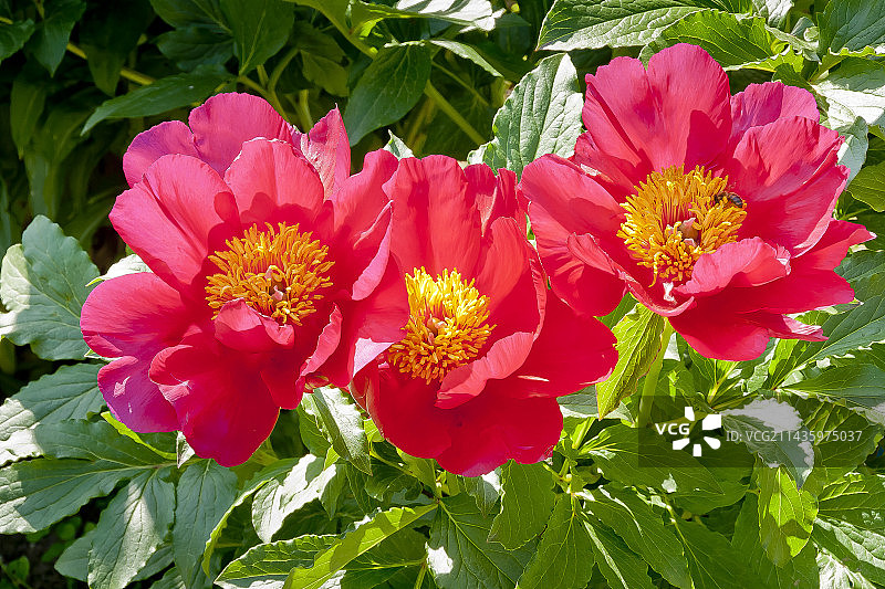 花园中盛开的特伦卡韦尔子爵牡丹图片素材