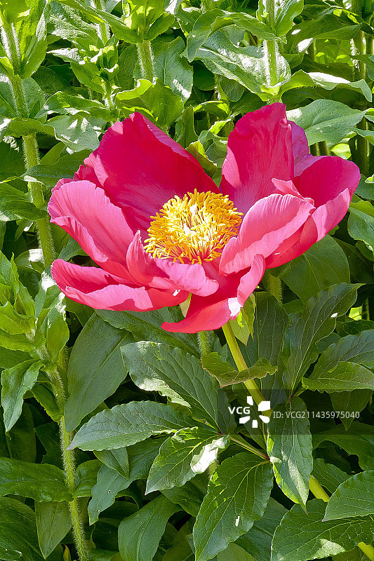 花园中盛开的特伦卡韦尔子爵牡丹图片素材