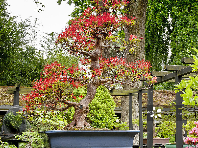 花园中盛开的盆栽杜鹃花图片素材