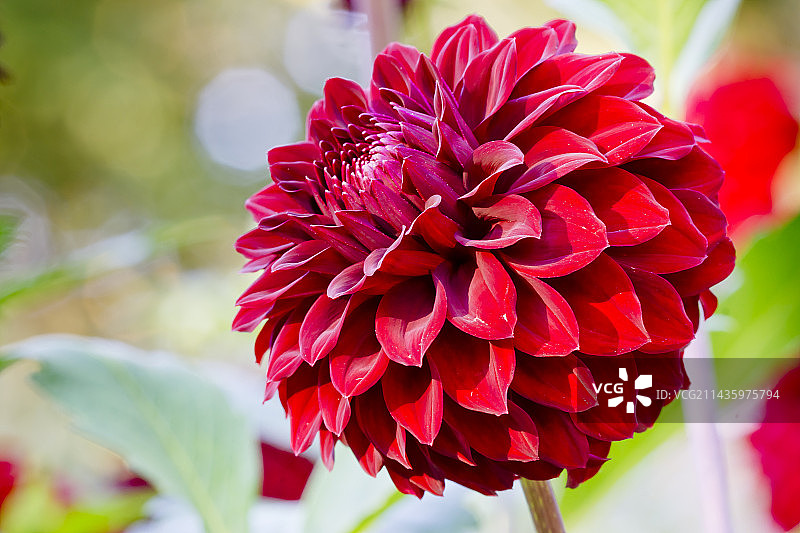 花园中盛开的“霍利希尔禁忌”大丽花图片素材