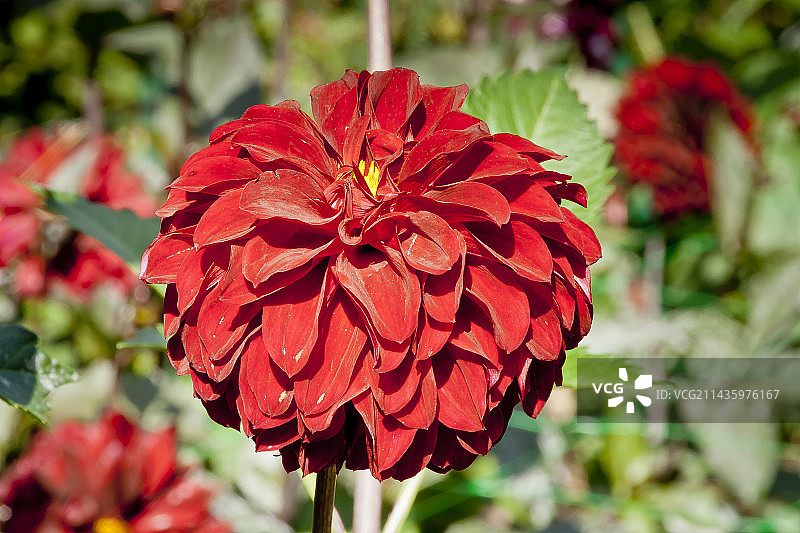 花园中盛开的“霍利希尔禁忌”大丽花图片素材