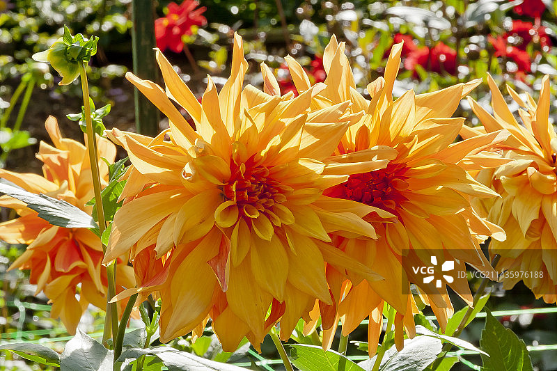 花园中盛开的大丽花 ‘法式康康舞’图片素材