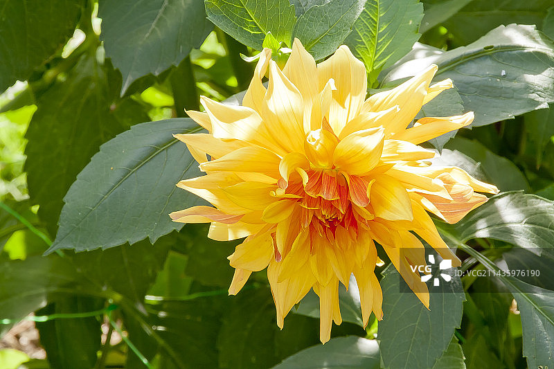 花园中盛开的大丽花 ‘法式康康舞’图片素材