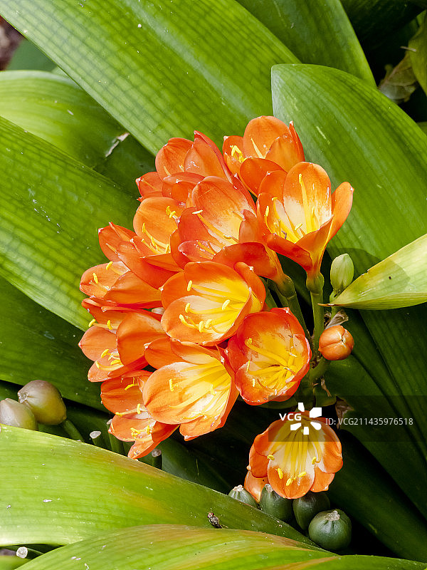 君子兰图片素材