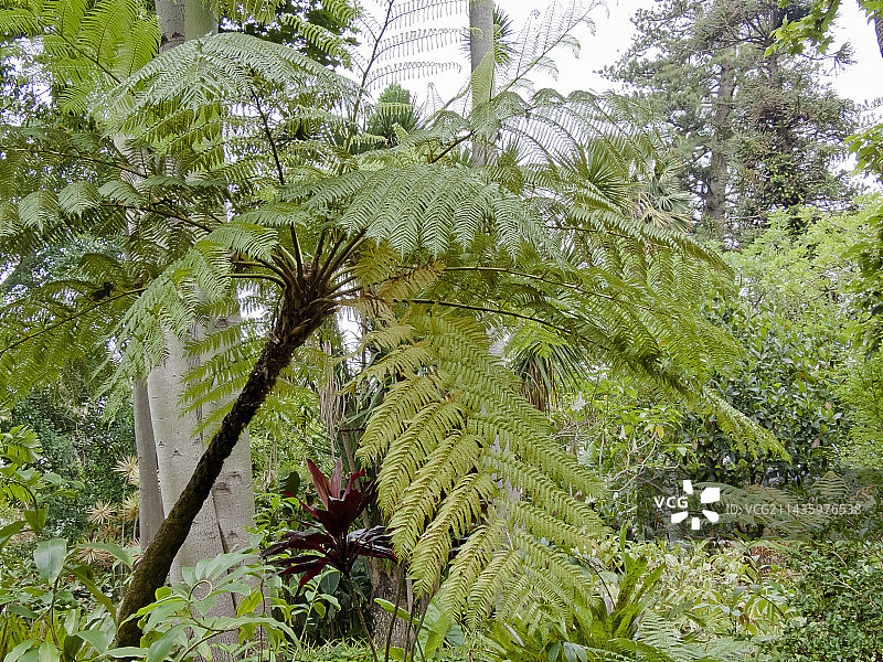 库氏桫椤图片素材