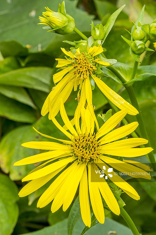金色球多年生向日葵图片素材