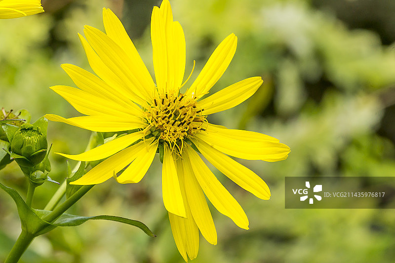 金色球多年生向日葵图片素材