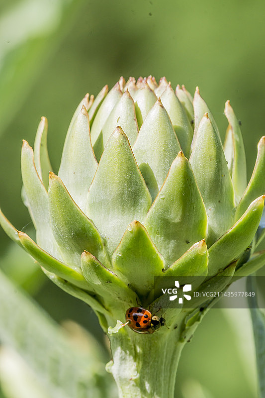 朝鲜蓟图片素材
