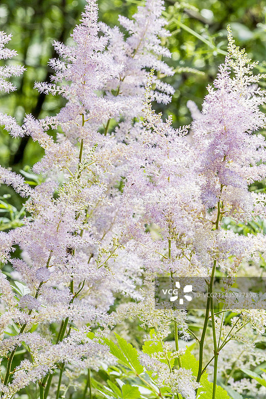 落新妇图片素材