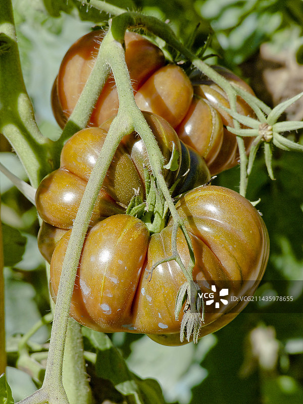 紫色卡拉巴什番茄图片素材