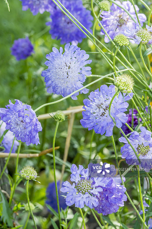 深蓝色松虫草图片素材
