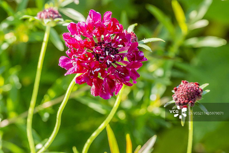 深红色蓝盆花图片素材