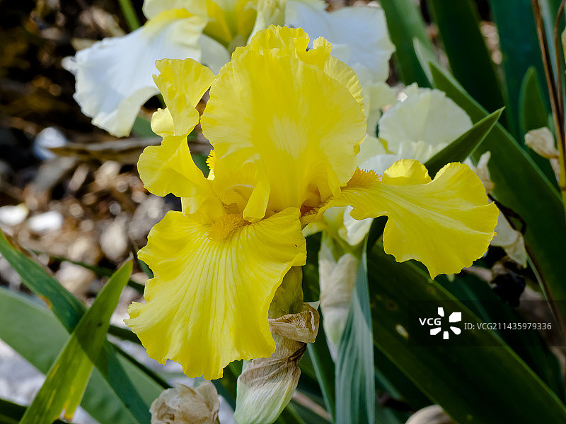 德国鸢尾 Aztec Sun图片素材