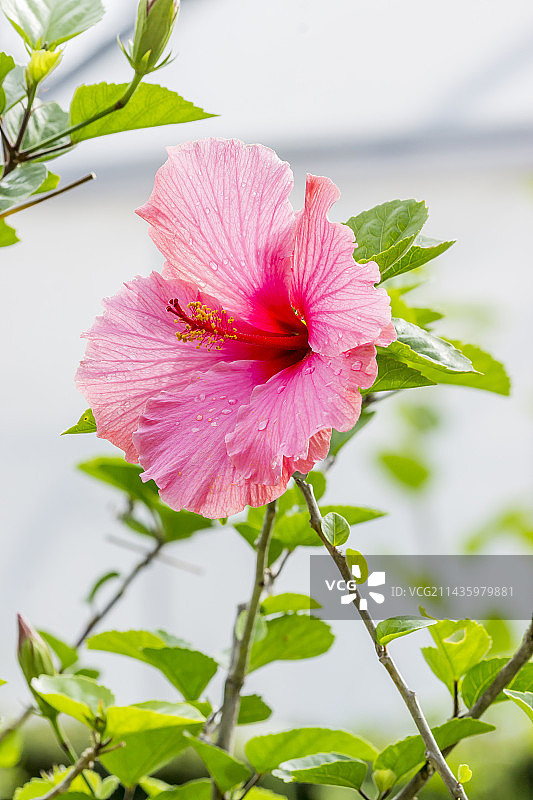 花园中盛开的玫瑰芙蓉花图片素材