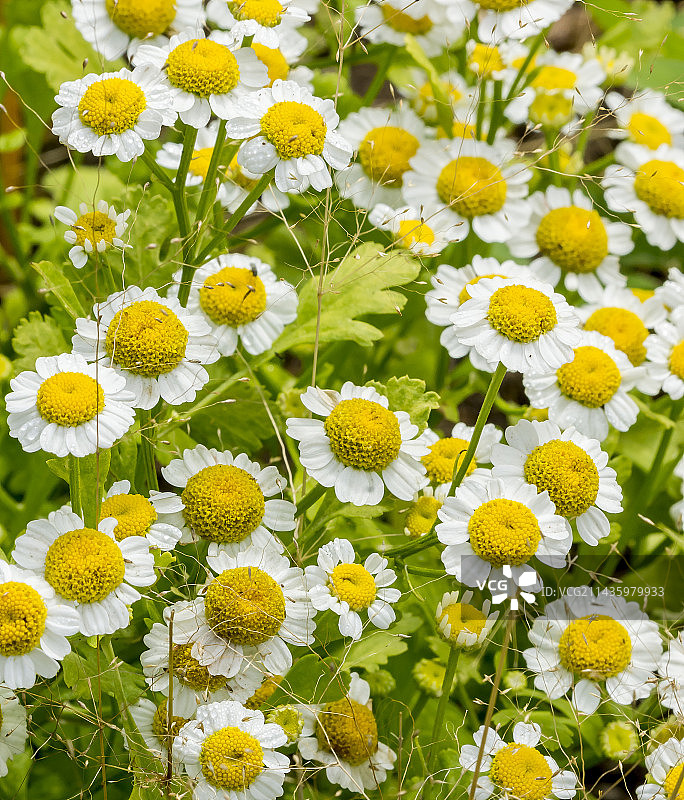 金叶小白菊图片素材