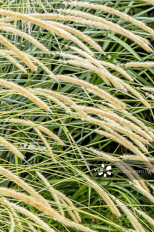 狼尾草图片素材