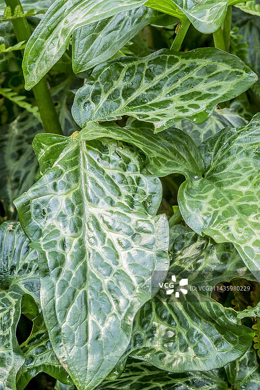 花叶海芋图片素材