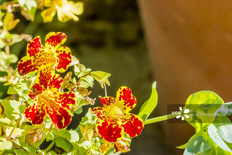 魔力猴面花图片素材